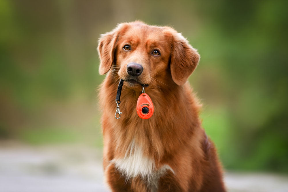 dog holding leash in mouth