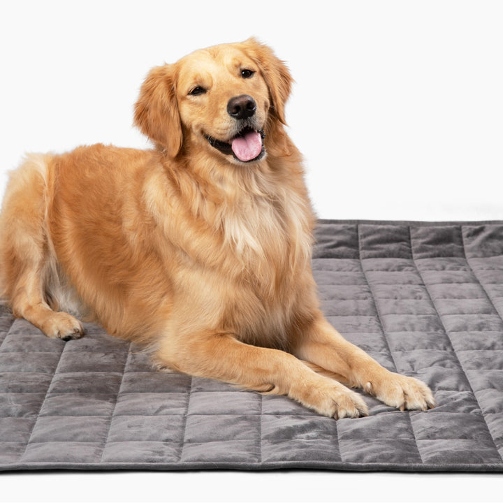 Gravity Blankets Original Weighted Dog Blanket in Grey Size Medium