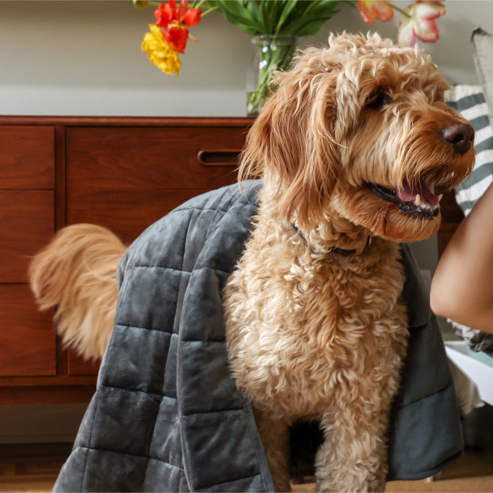Gravity Blankets x Bestie Hugs Original Weighted Dog Vest in Grey Size XL